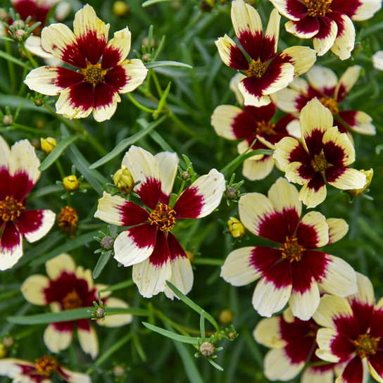Creamy flowers of Creamy Calico Coreopsis plant for sale in Lebanon PA