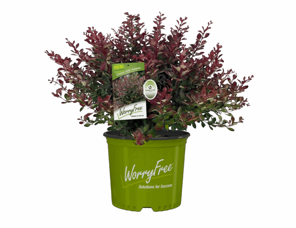 Crimson Cutie Worry Free Plants for sale