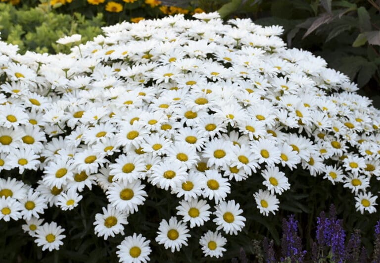Daisy May Shasta Daisy