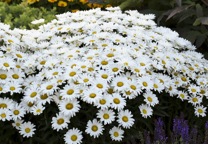 White flowers of Daisy May Shasta Daisy plant for sale in Lebanon PA
