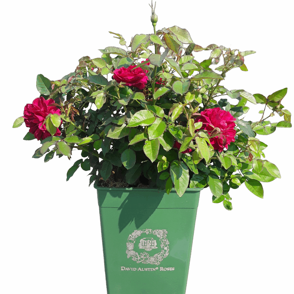 Darcey Bussell David Austin Rose for sale