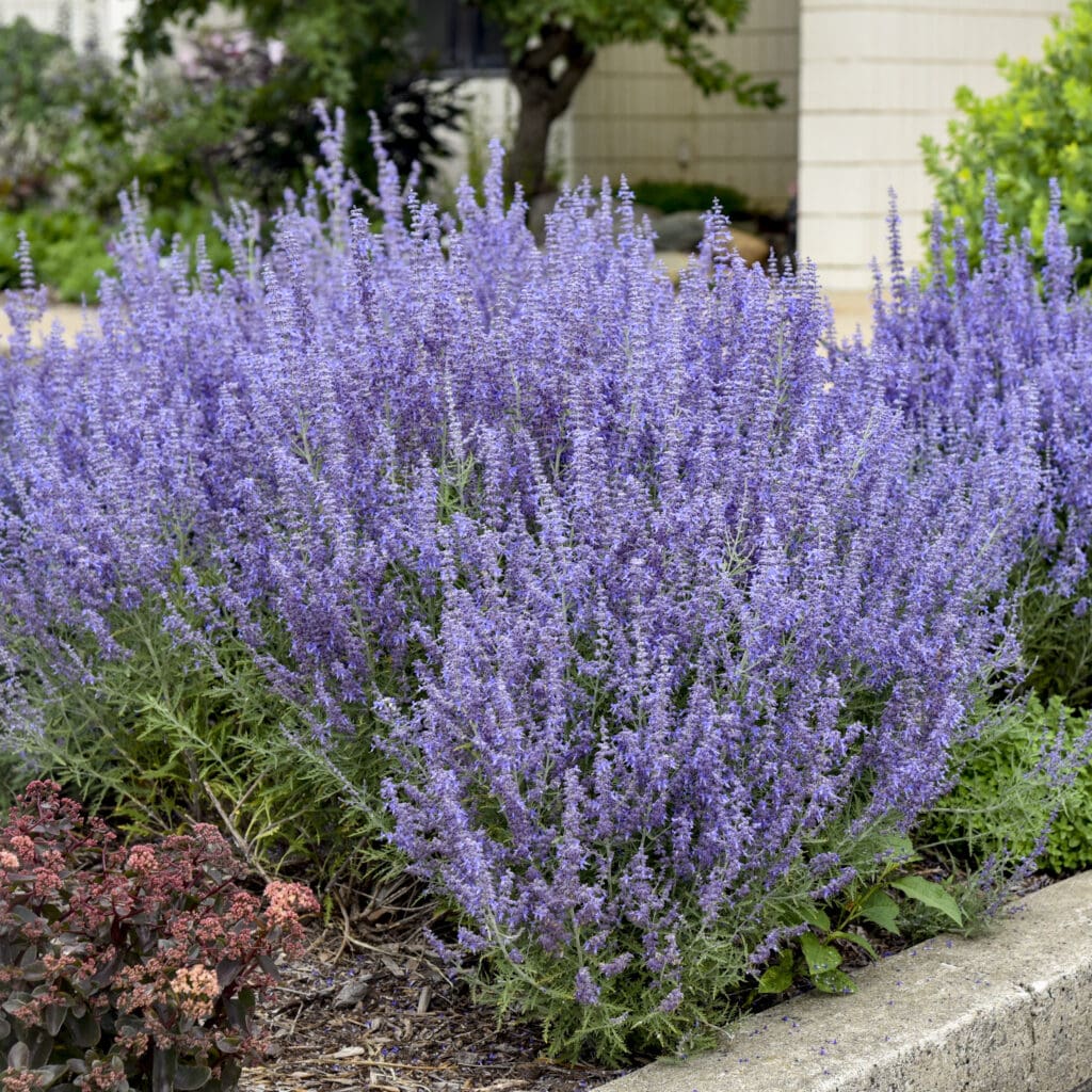 Blue flowers of Denim & Lace Russian Sage plant for sale in Lebanon PA