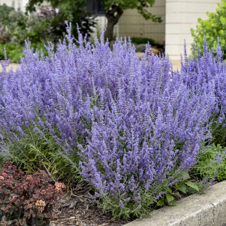 Russian Sage Denim & Lace
