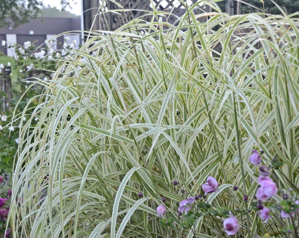 Variegated foliage of Dixieland Jap Silver Grass plant for sale in Lebanon PA