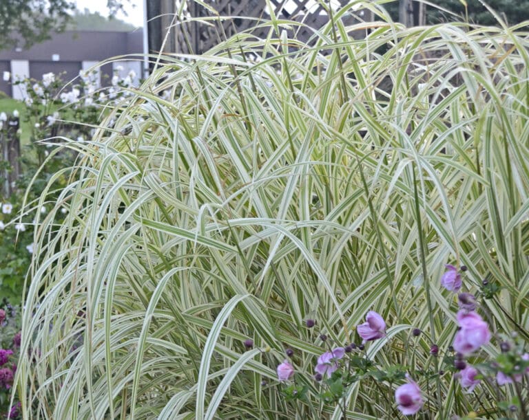 Dixieland Japanese Silver Grass