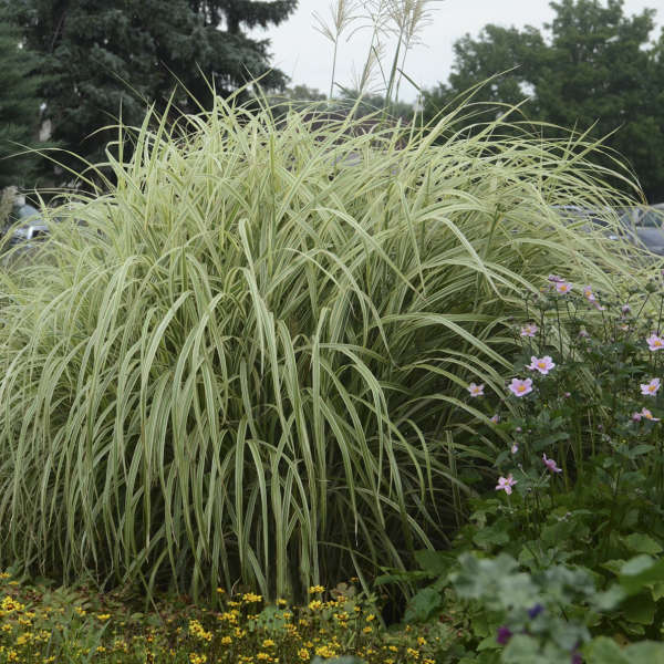 Dixieland Japanese Silver Grass