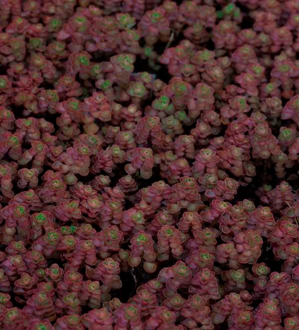 Dragon's Blood Sedum