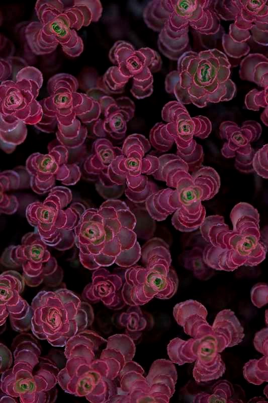 Dragon's Blood Sedum