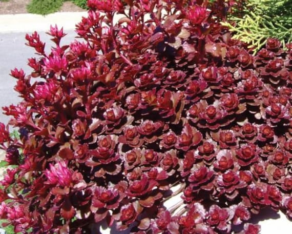 Red foliage of Dragon's Blood Sedum plant for sale in Lebanon PA