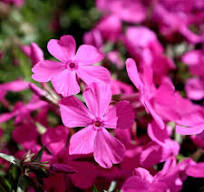 Drummonds Pink Creeping Phlox