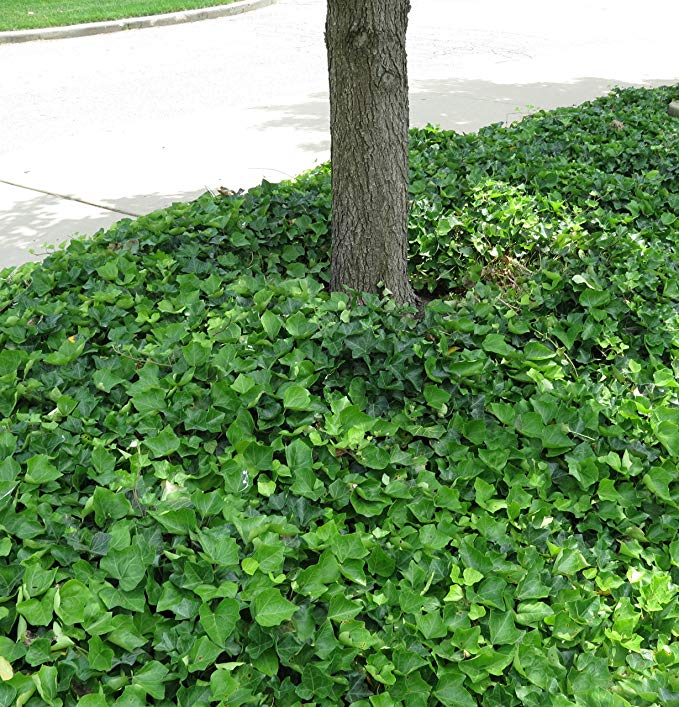 Green foliage of English Ivy Ground Cover plant for sale in Lebanon PA