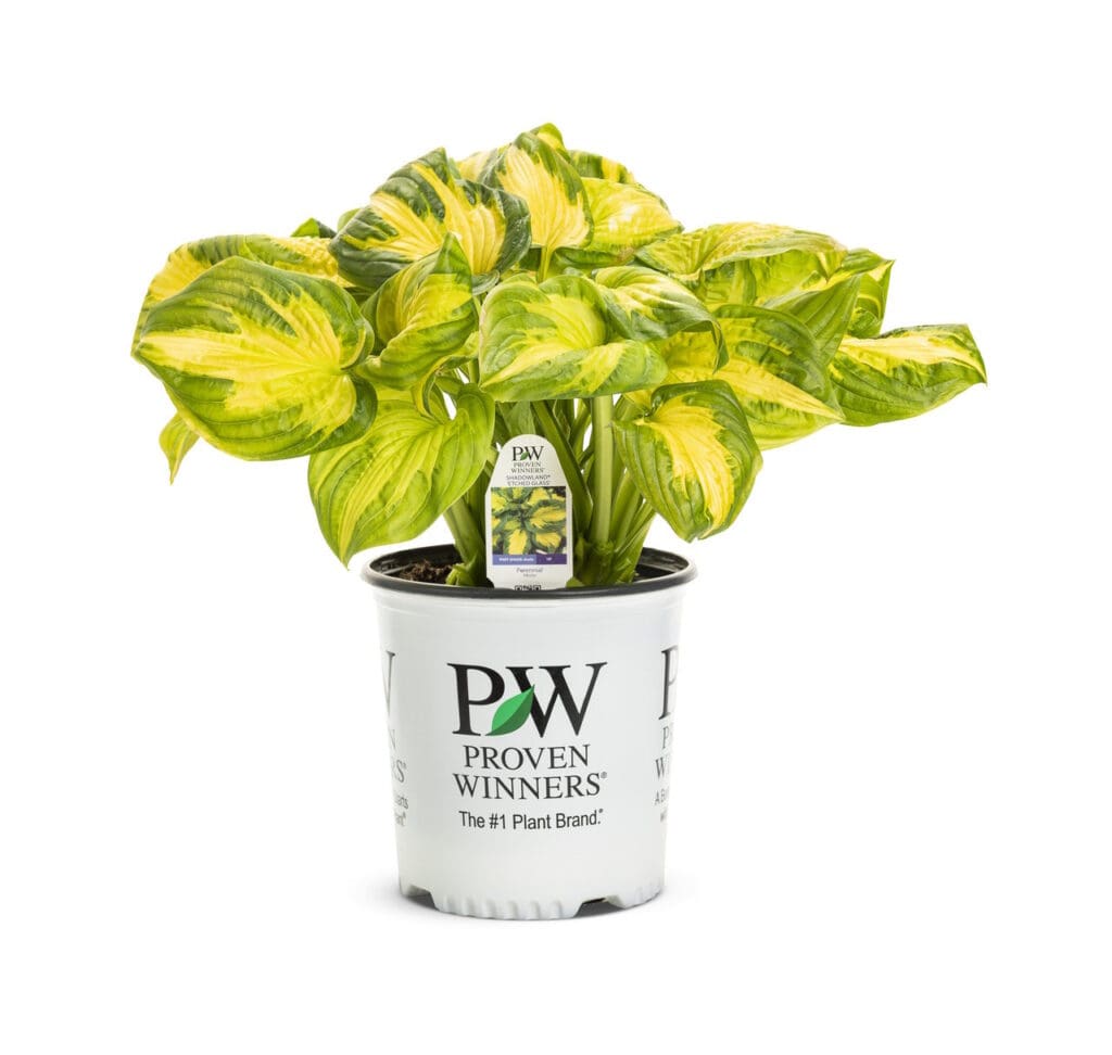 Hosta Perennial plants for shade