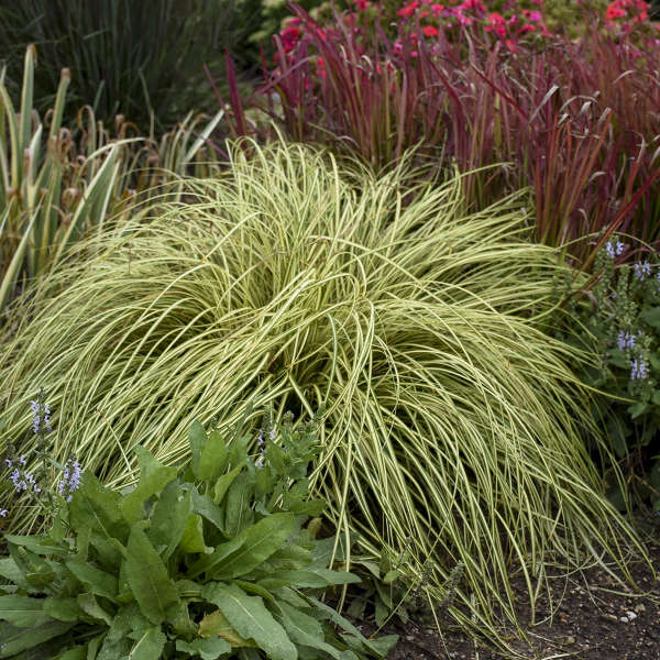 Variegated foliage of Evergold Sedge Grass plant for sale in Lebanon PA