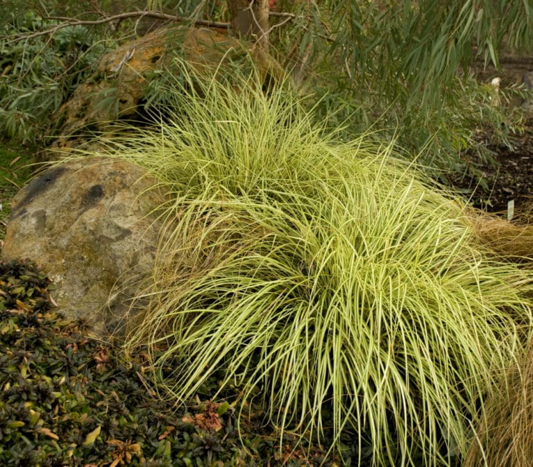Evergold Sedge Grass
