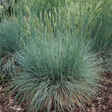 Fescue Cool as Ice