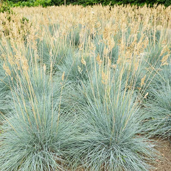 Blue foliage of Cool as Ice Fescue Grass plant for sale in Lebanon PA