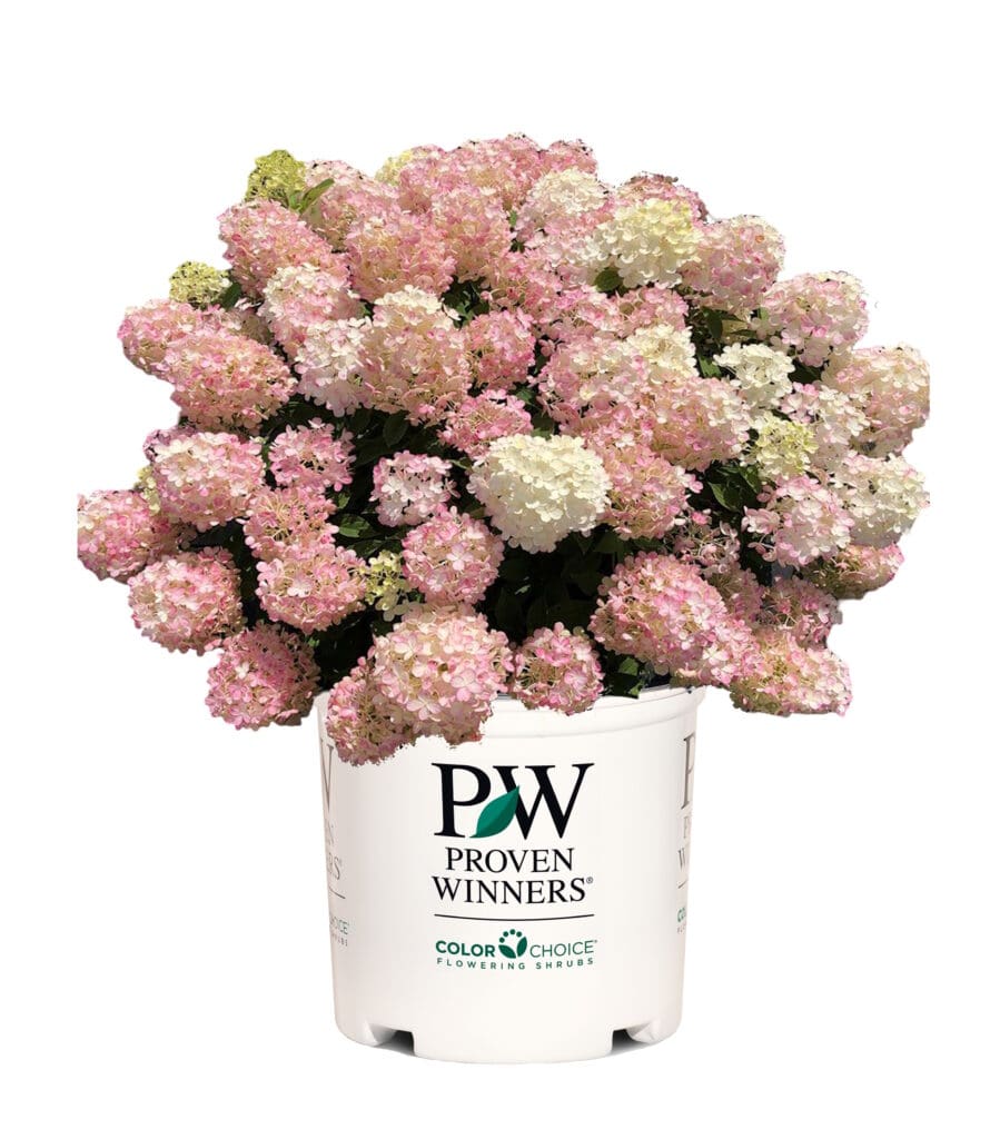 Firelight Tidbit flowering shrub for sun