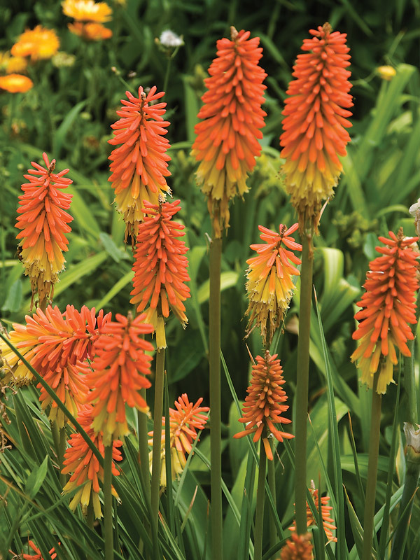 Orange flowers of Flamenco Red Hot Poker plant for sale in Lebanon PA