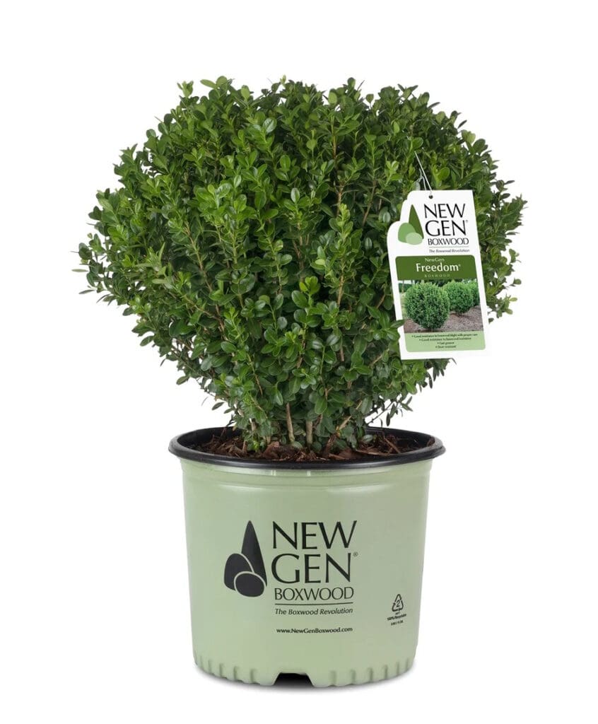 Boxwood evergreen plants for shade