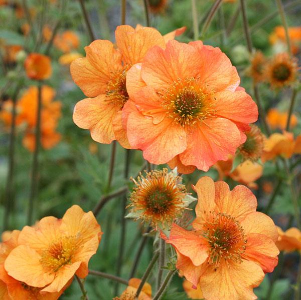 Orange flowers of Totally Tangerine Geum plant for sale in Lebanon PA