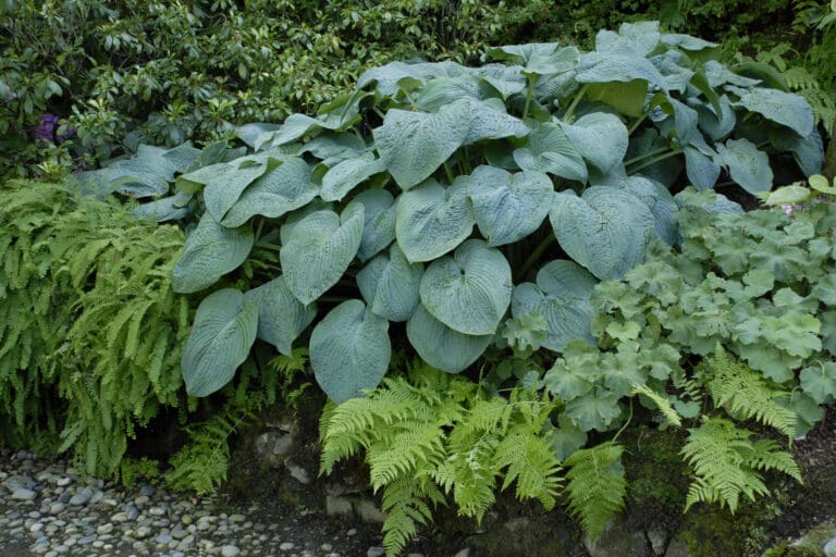 Giant Blue Angel Hosta