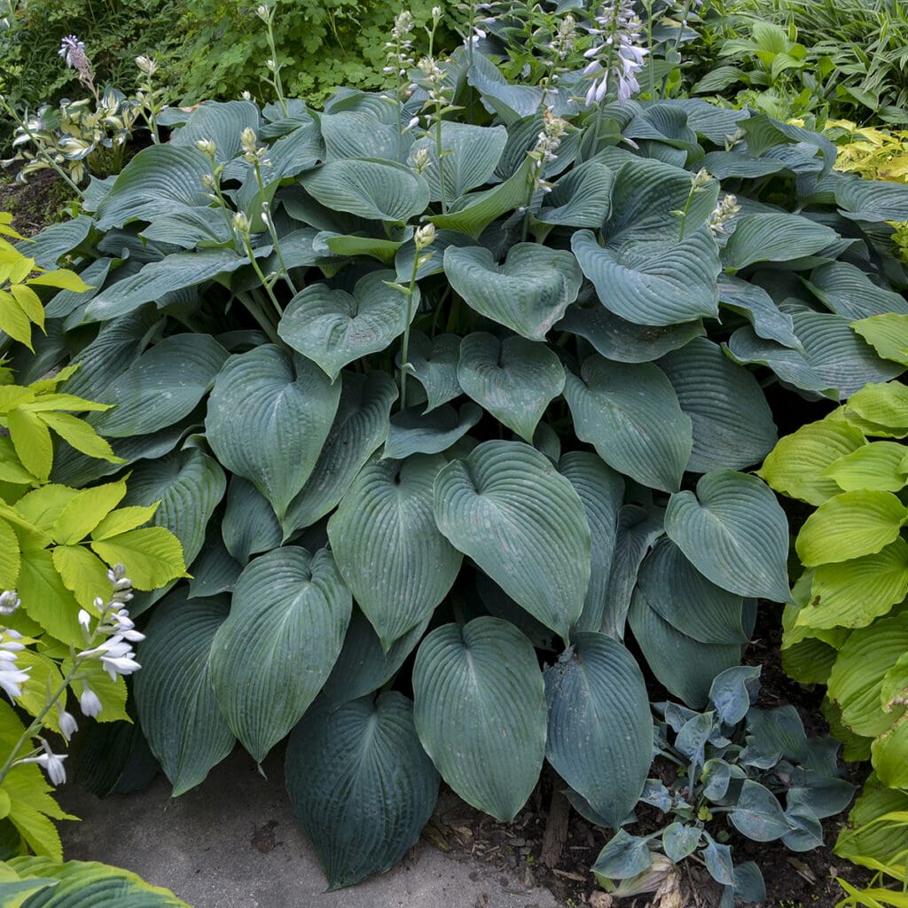 Blue foliage of Blue Angel Hosta plant for sale in Lebanon PA