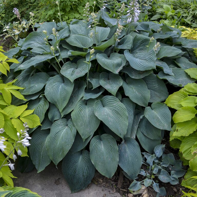Giant Blue Angel Hosta