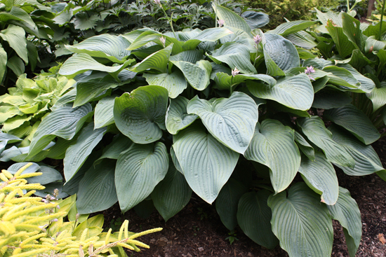 Giant Blue Angel Hosta