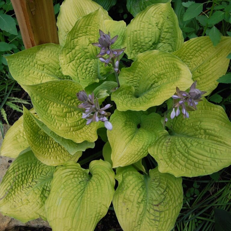 Giant Coast to Coast Hosta