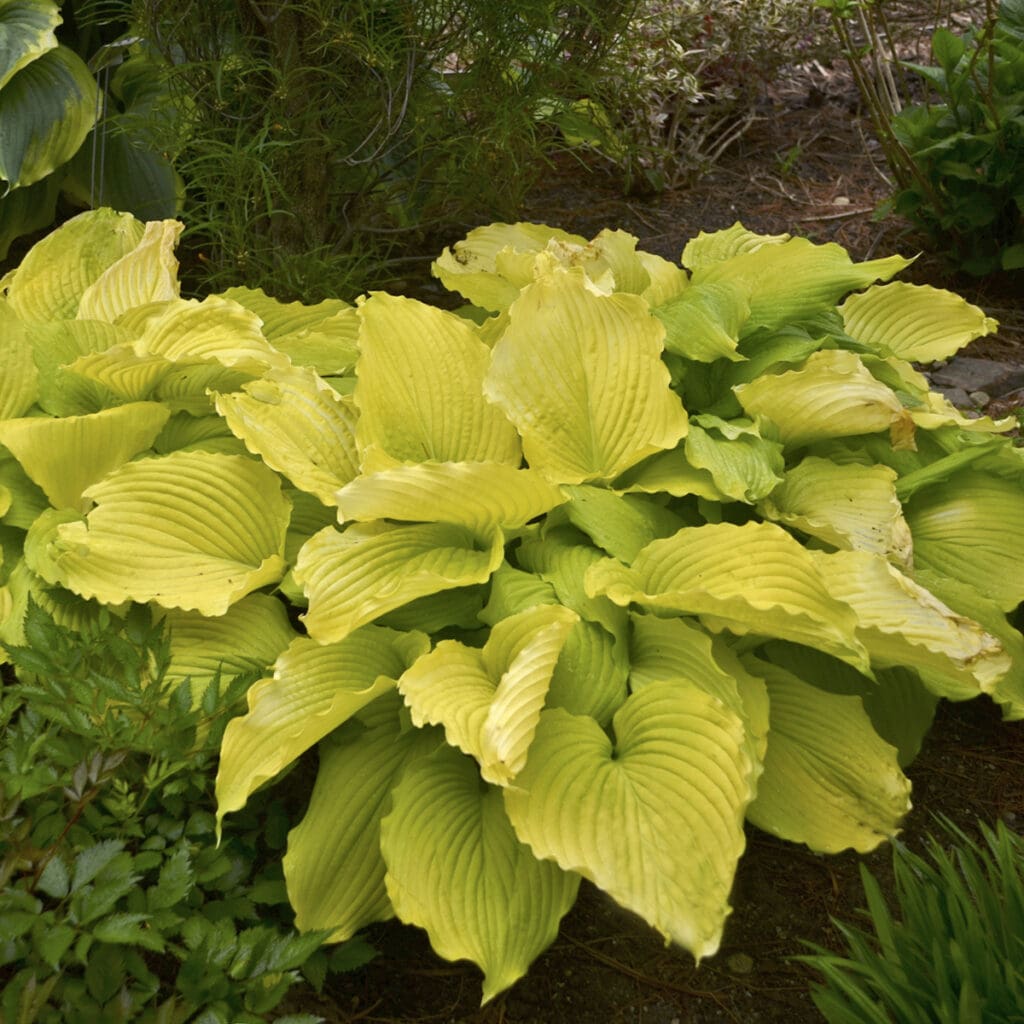 Gold foliage of Coast to Coast Hosta plant for sale in Lebanon PA