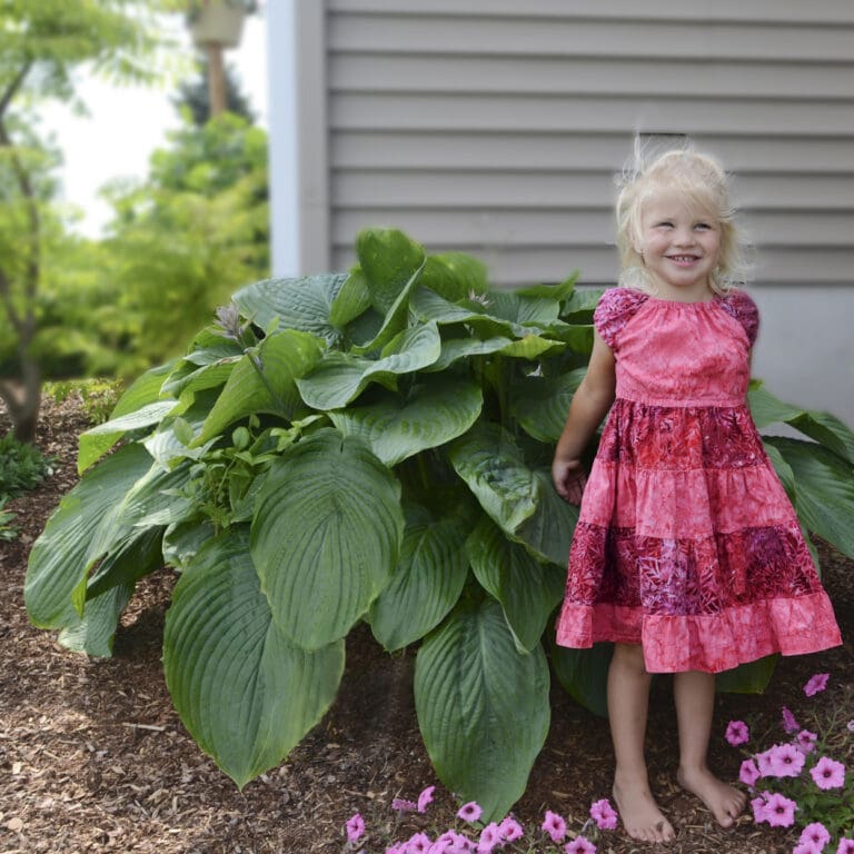 Giant Empress Wu Hosta