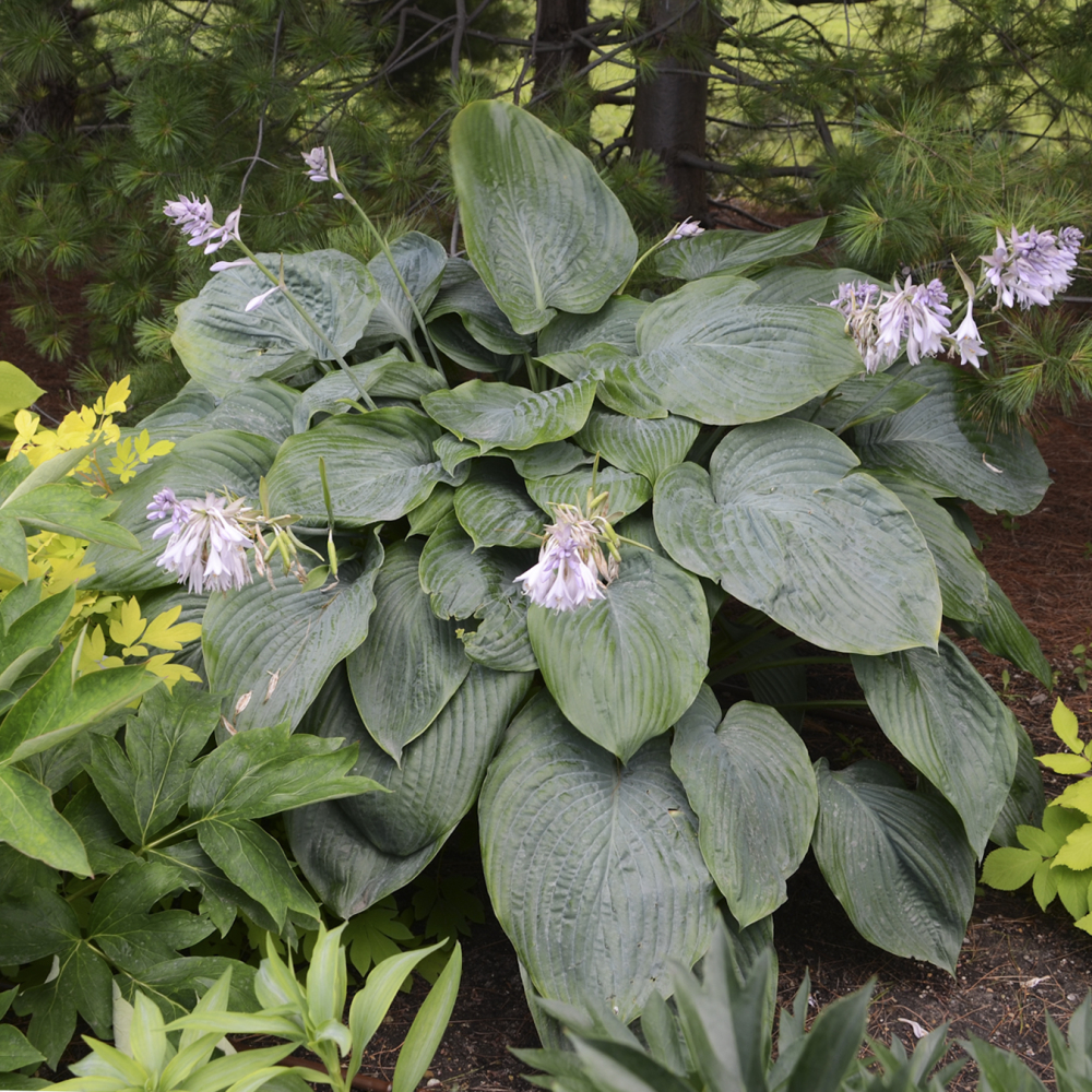 Blue foliage of Empress Wu Hosta plant for sale in Lebanon PA