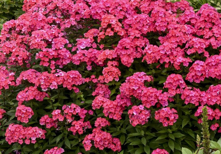 Tall Phlox Glamour Girl