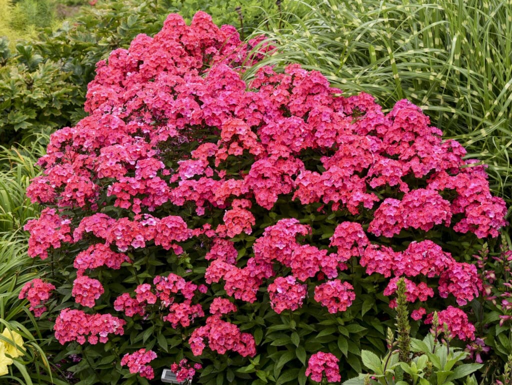 Salmon flowers of Glamour Girl Tall Phlox plant for sale in Lebanon PA
