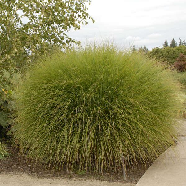 Gracillimus Grass plant for sale in Lebanon PA