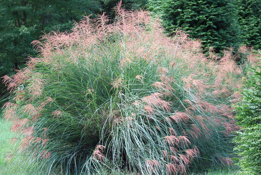 Gracillimus Maiden Grass