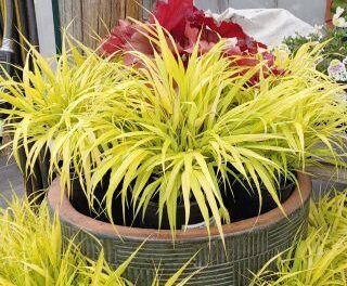 Golden foliage of All Gold Japanese Forest Grass plant for sale in Lebanon PA