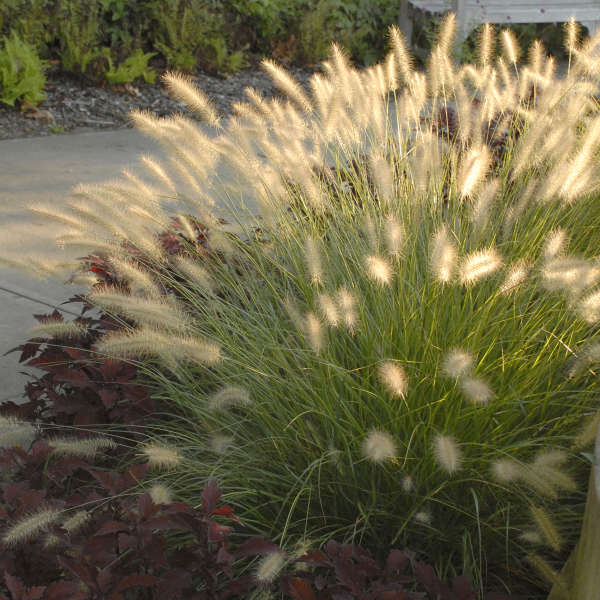 Plumes of Hameln Fountain Grass plant for sale in Lebanon PA