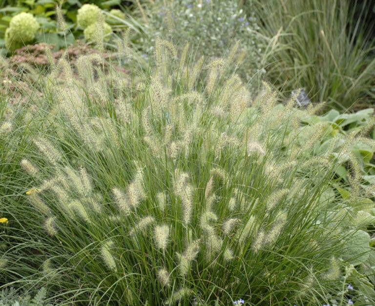 Hameln Dwarf Fountain Grass