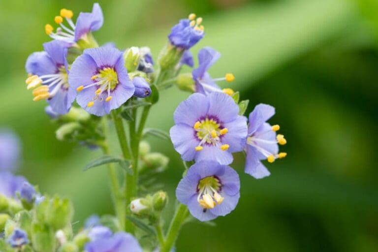 Jacob's Ladder Heavenly Habit