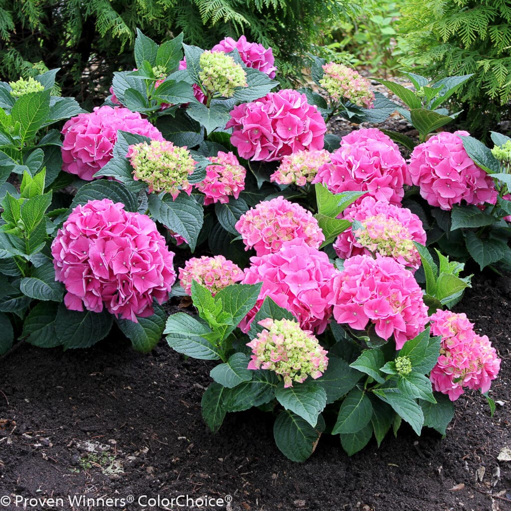 Pink Hydrangea Flowering Plants for sale