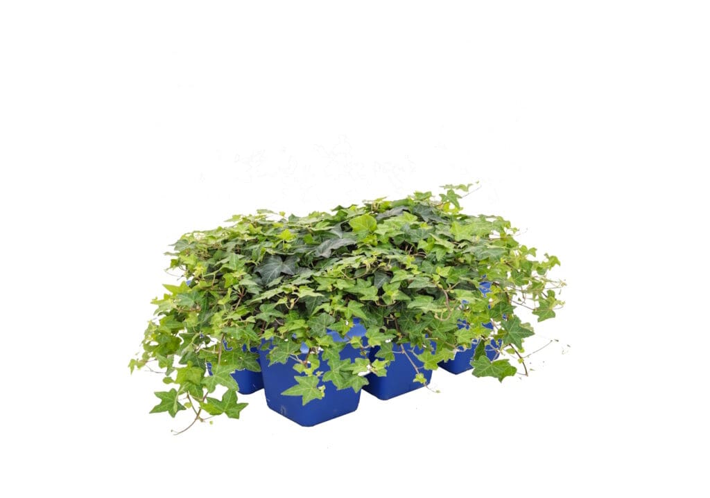 6 Pack of Ivy groundcover plants for shade