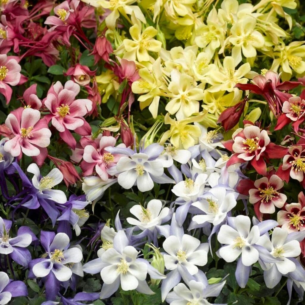 Flowers of Columbine Kirigami Mix plant for sale in Lebanon PA