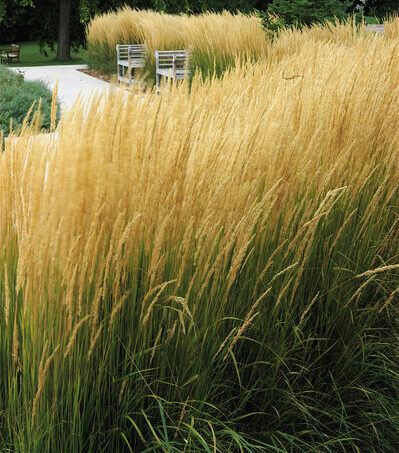 Tan plumes of Karl Forester Grass plant for sale in Lebanon PA