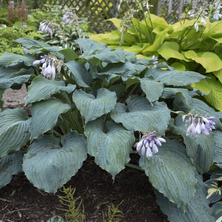 Large Diamond Lake Hosta