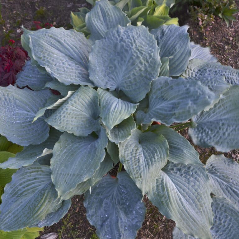 Large Diamond Lake Hosta