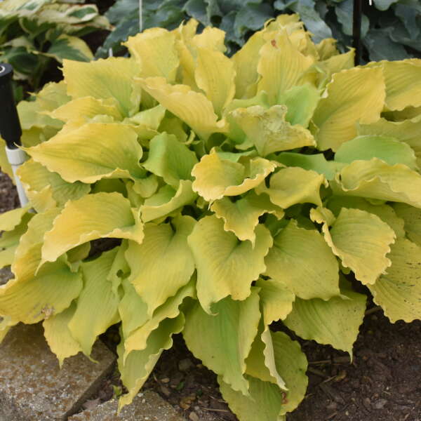 Gold foliage of Echo the Sun Hosta plant for sale in Lebanon PA