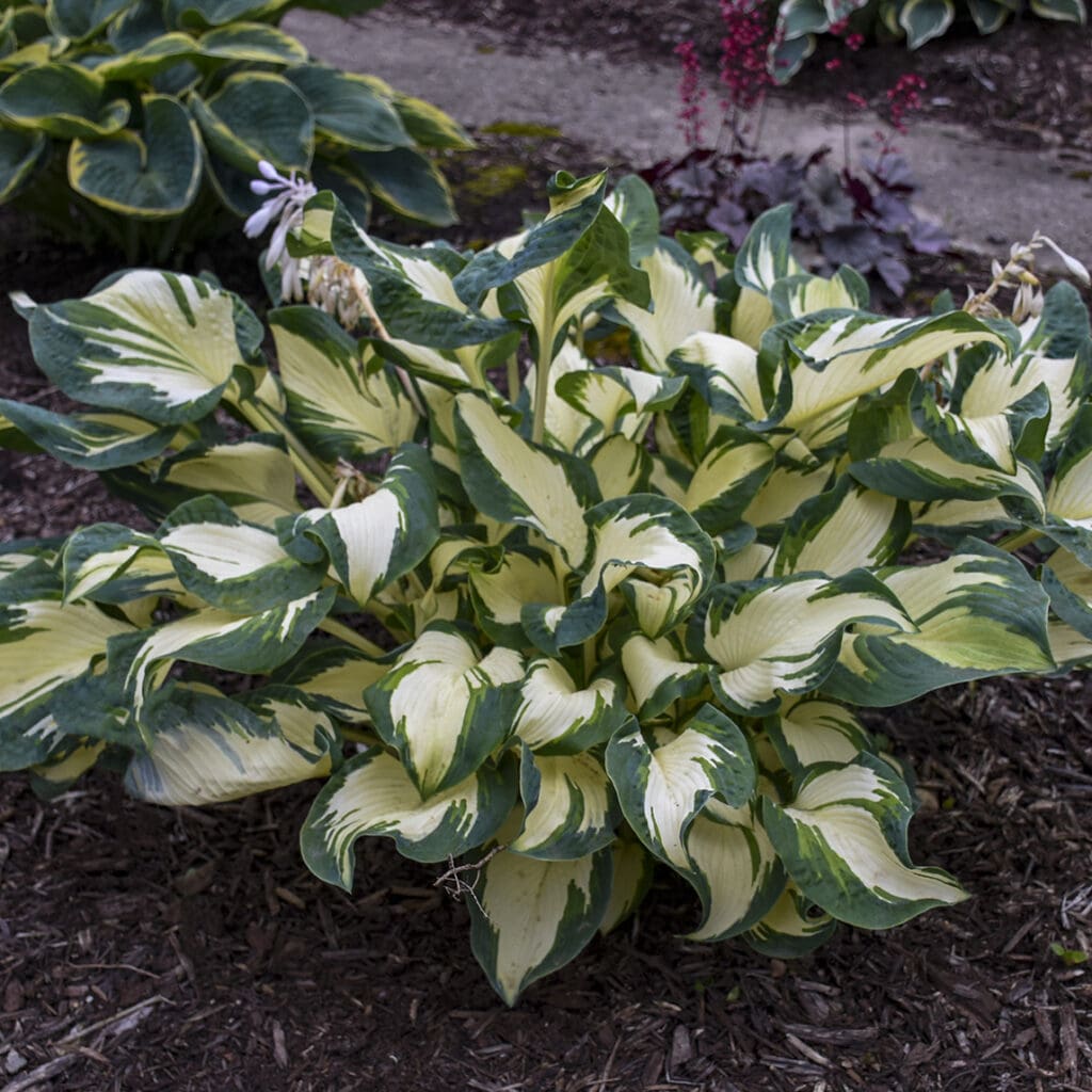 Variegated foliage of Hans Hosta plant for sale in Lebanon PA