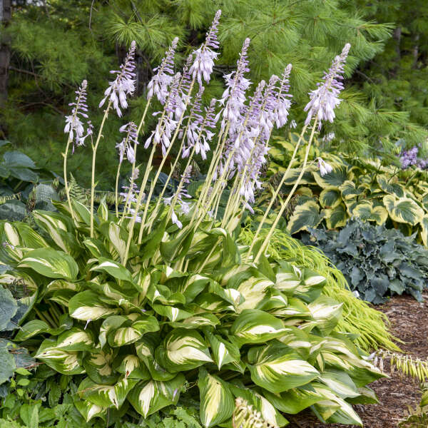 Large Miss America Hosta