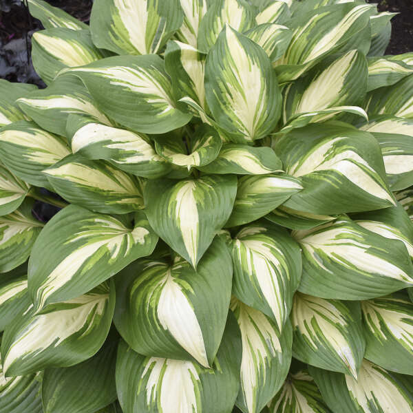Variegated foliage of Miss America Hosta plant for sale in Lebanon PA